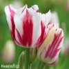 cervenobily tulipan flaming club 1