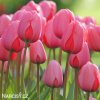 ruzovy tulipan pink impression 2