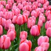 ruzovy tulipan pink impression 3