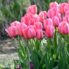 ruzovy tulipan pink impression 4