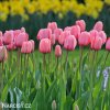 ruzovy tulipan pink impression 5