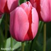 ruzovy tulipan pink impression 6