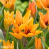 oranzovy tulipan shogun 2