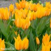 oranzovy tulipan shogun 3
