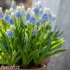 modrenec muscari mountain lady 2