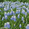 modrenec muscari mountain lady 3