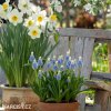 modrenec muscari mountain lady 4