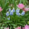 modrenec muscari mountain lady 5