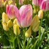 ruzovozluty tulipan dream club 3