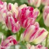 ruzovozluty tulipan dream club 1