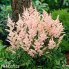 astilbe broskvova cechrava 2