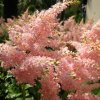 Astilbe Pink 4