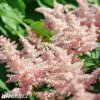 astilbe broskvova cechrava 3