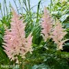 astilbe broskvova cechrava 5