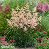 astilbe broskvova cechrava 6