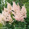 astilbe broskvova cechrava 1