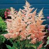 Astilbe Pink 3