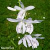 bila orchidej vzprimena bletilla alba 3