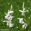 bila orchidej vzprimena bletilla alba 6