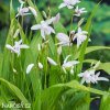bila orchidej vzprimena bletilla alba 7