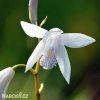 bila orchidej vzprimena bletilla alba 1