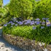 modry agapanthus kalokvet madeirsky 2