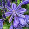 modry agapanthus kalokvet madeirsky 3