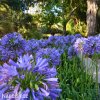 modry agapanthus kalokvet madeirsky 4