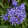 modry agapanthus kalokvet madeirsky 6