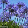 modry agapanthus kalokvet madeirsky 7