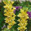 Tuberosa Gold 1