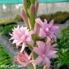 ruzova tuberoza polianthes tuberosa pink sapphire 5