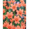 Homeria Orange 1
