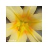 Homeria Yellow 1
