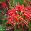 cervena pavouci lilie lycoris 2