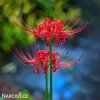 cervena pavouci lilie lycoris 6