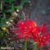 cervena pavouci lilie lycoris 8