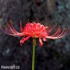 cervena pavouci lilie lycoris 1