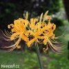 zluta pavouci lilie lycoris 3