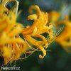 zluta pavouci lilie lycoris 6