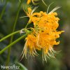 zluta pavouci lilie lycoris 7