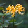 zluta pavouci lilie lycoris 1