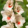 Gladiol Ajax 02