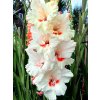 Gladiol Ajax 03
