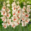 Gladiol Ajax 01