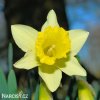 žlutý narcis lobularis 3