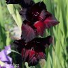 cerveny mecik gladiolus black sea 5