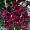 cerveny mecik gladiolus black sea 1