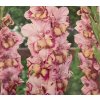 Gladiol Quepo 2
