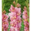 Gladiol Quepo 1